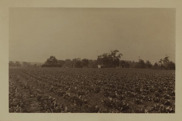 Farming on Staten Island, 1927–1929
