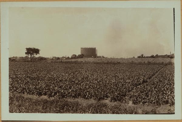 Farming - Queens., 1935