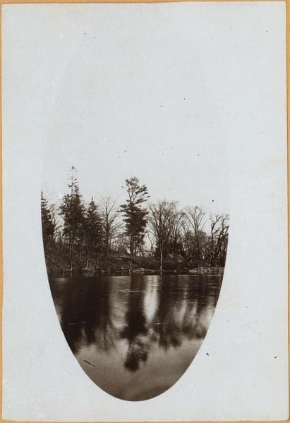 Bronx: Bronx Park - De Lancey's Pine., 1936