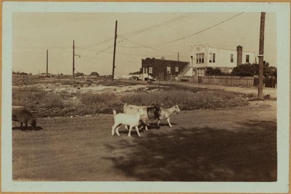 Farming in Brooklyn., 1931–1934