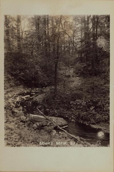 Richmond: Staten Island - Clove Lakes Park - Brook's Brook., 1905