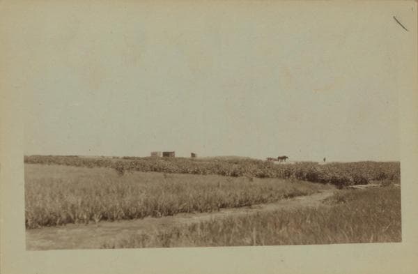 Staten Island - Oakwood Beach - [Beachcomber's team and shack.], 1925–1926