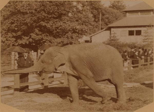 General view - Manhattan - Central Park - Zoo - [Elephant]., 1890