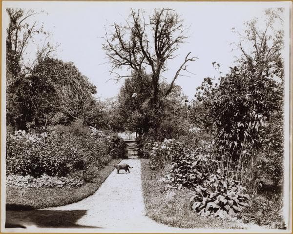 Brooklyn: Flatbush Avenue - Ditmas Avenue, 1890