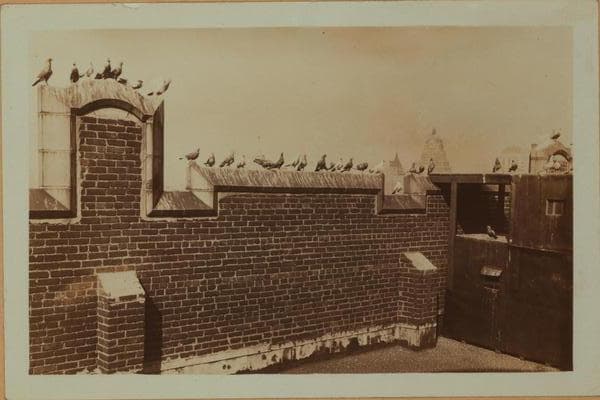 Recreation and hobbies - Bird raising., 1930–1934