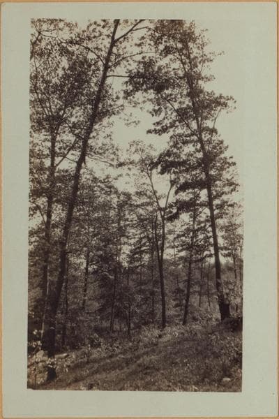 Richmond: Clove Road - Fingerboard Road, 1926