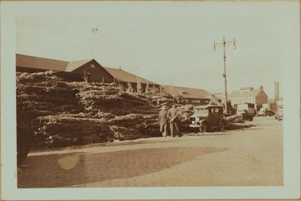 Occupations - Peddlers - Christmas trees., 1935