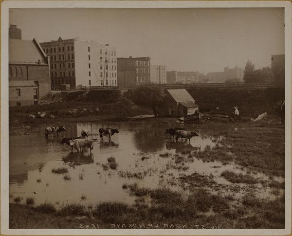 Manhattan: 116th Street - Lenox Avenue, 1893