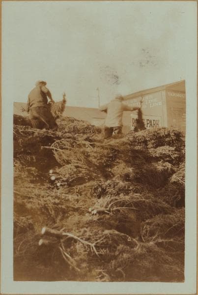 Occupations - Peddlers - Christmas trees., 1930–1935