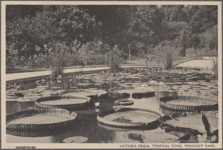 Victoria Regia, Tropical Pond, Prospect Park