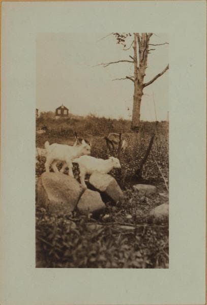 Farming on Staten Island, 1924–1927