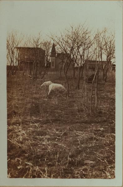 Islands - Barren Island - [Brooklyn]., 1931