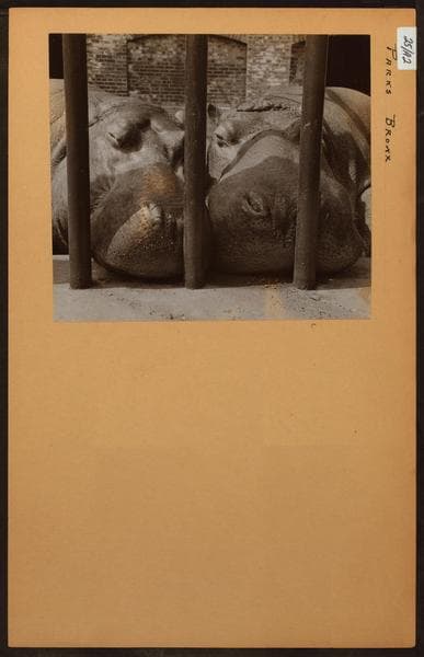 Bronx: Bronx Park (hippopotamus)., 1941