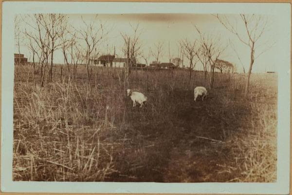 Islands - Barren Island - [Brooklyn]., 1931