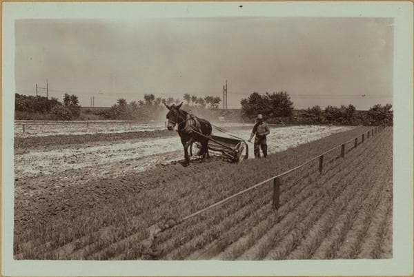 Farming (Queens)., 1932