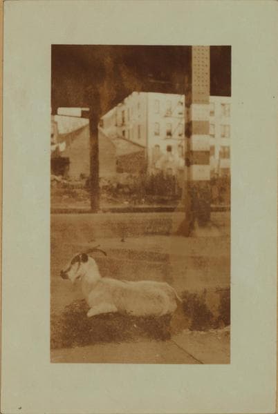 Farming in the Bronx., 1923