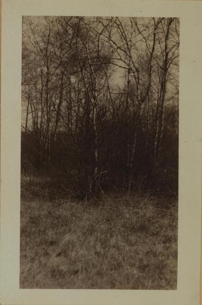Forests on Staten Island