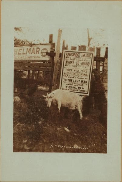 Farming in the Bronx., 1923