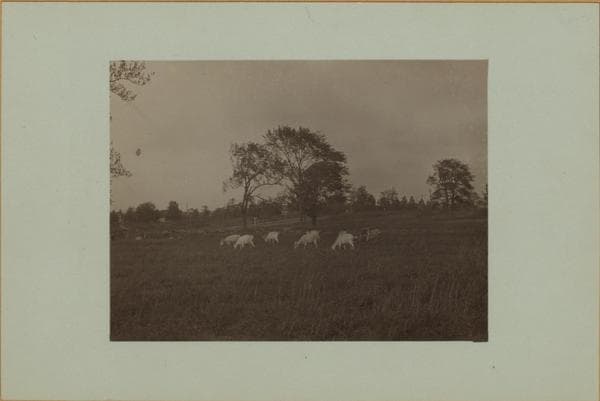 Farming on Staten Island, 1924–1926