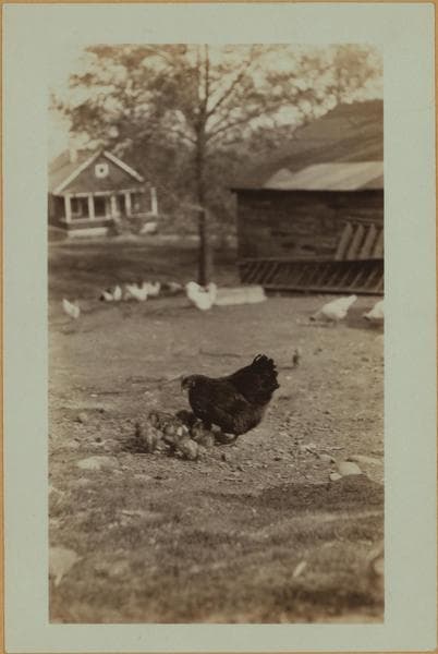 Farming on Staten Island, 1926