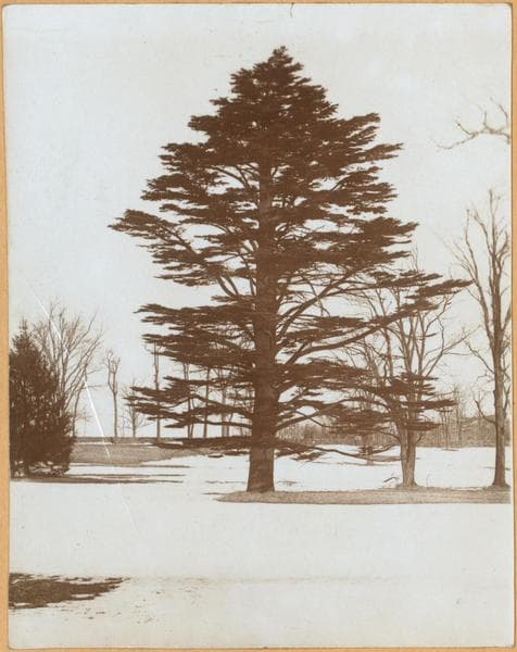 Bronx: Tremont Avenue (East - Schurz Avenue, 1906