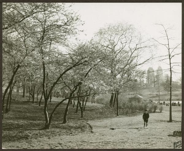 Parks - Central Park