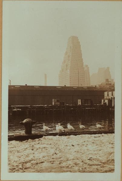 Fulton fish market docks in Manhattan - [Seagulls.], 1934