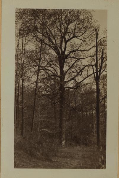Betty Holmes' Brook - Staten Island [Richmond - Arthur Kill Road.]