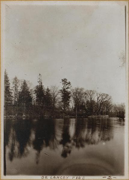 Bronx: Bronx Park - Delancey Pine., 1936