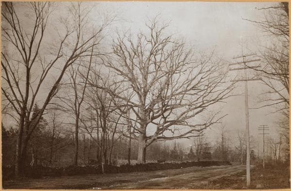 Bronx: Westchester Avenue - Hobart Avenue, 1892