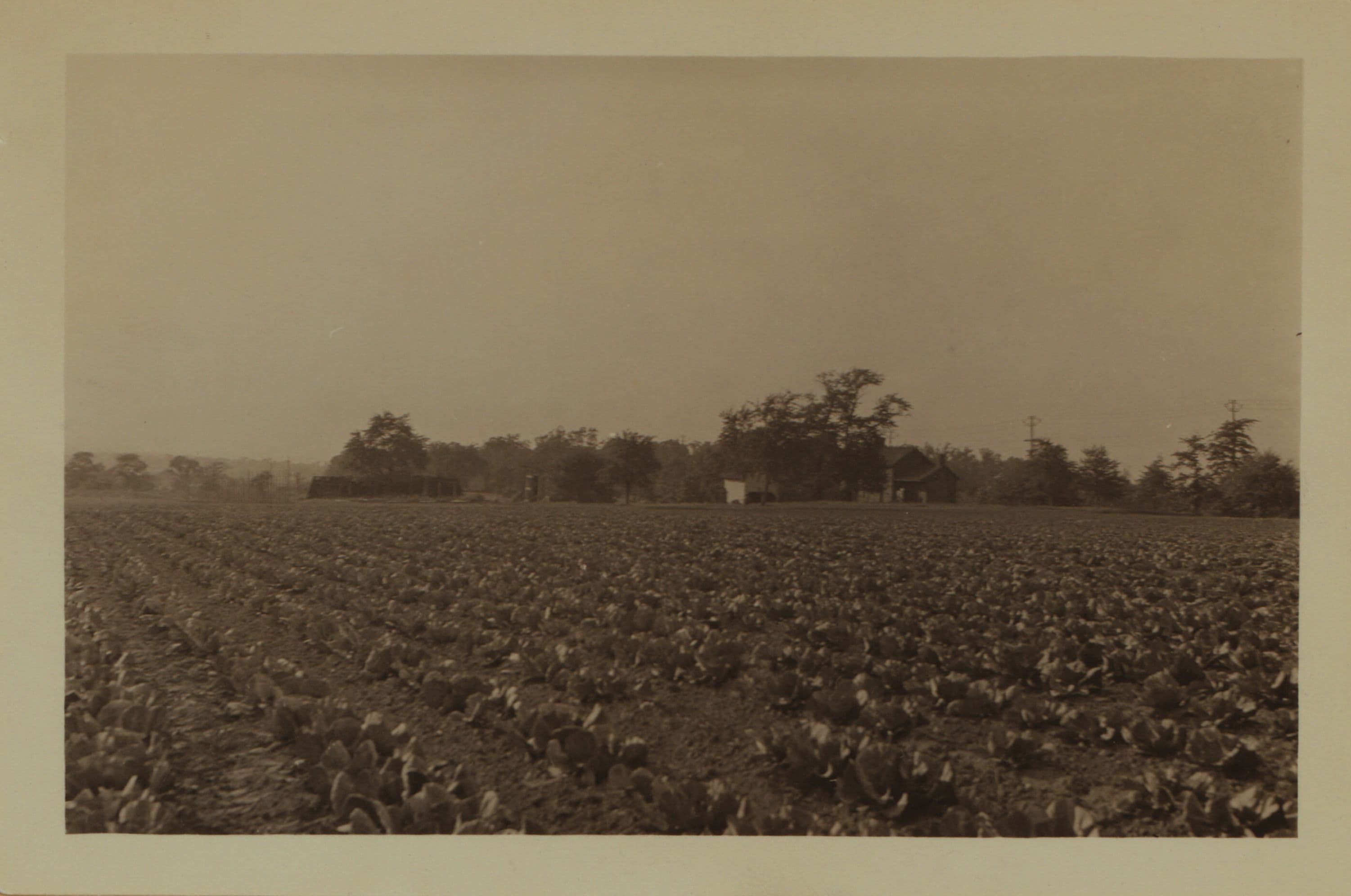 Farming on Staten Island