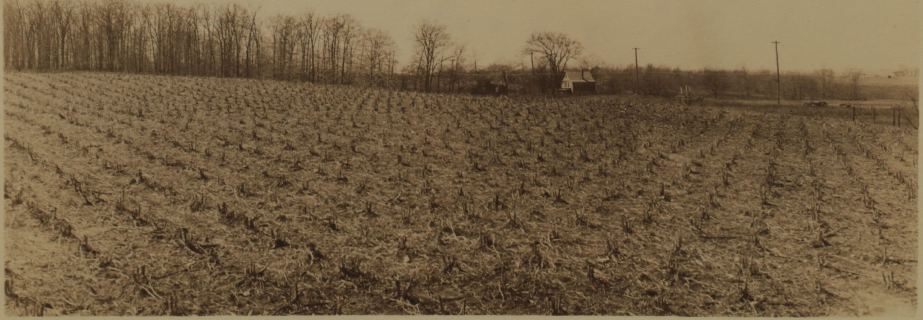 Farming (Queens)