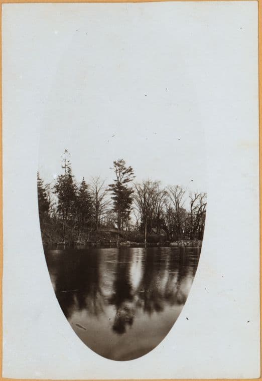 Bronx: Bronx Park - De Lancey's Pine.