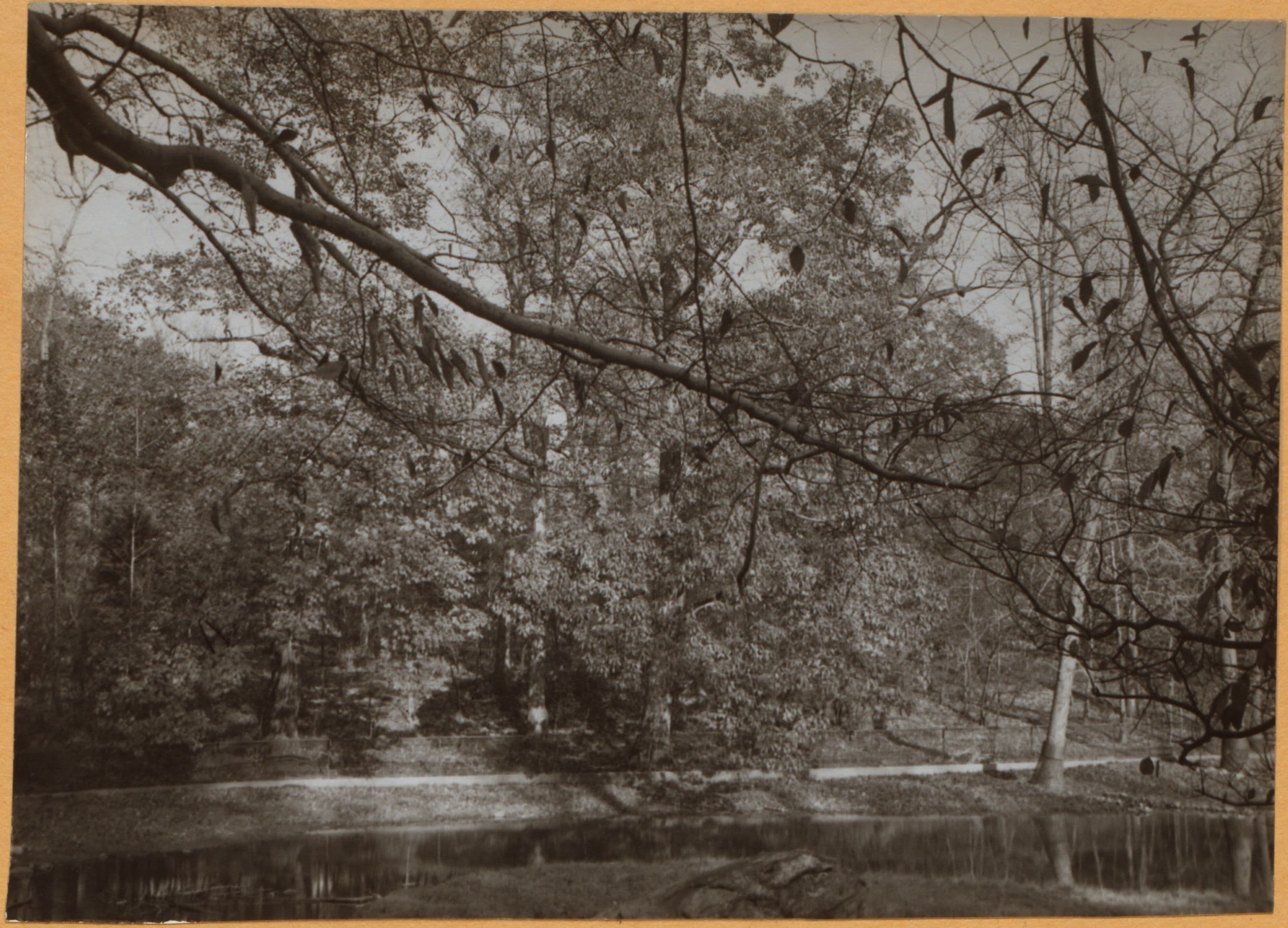 Bronx: Bronx Park - the Bronx River., 1936