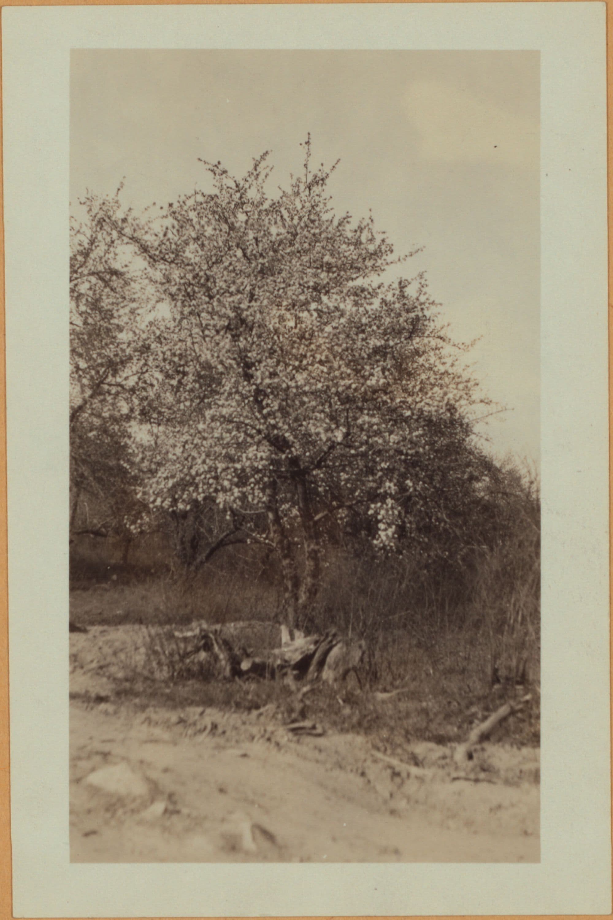 Richmond: Colon Avenue - Arthur Kill Road