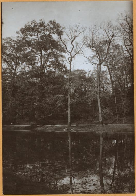 Bronx: Bronx Park - De Lancey's Pine., 1936
