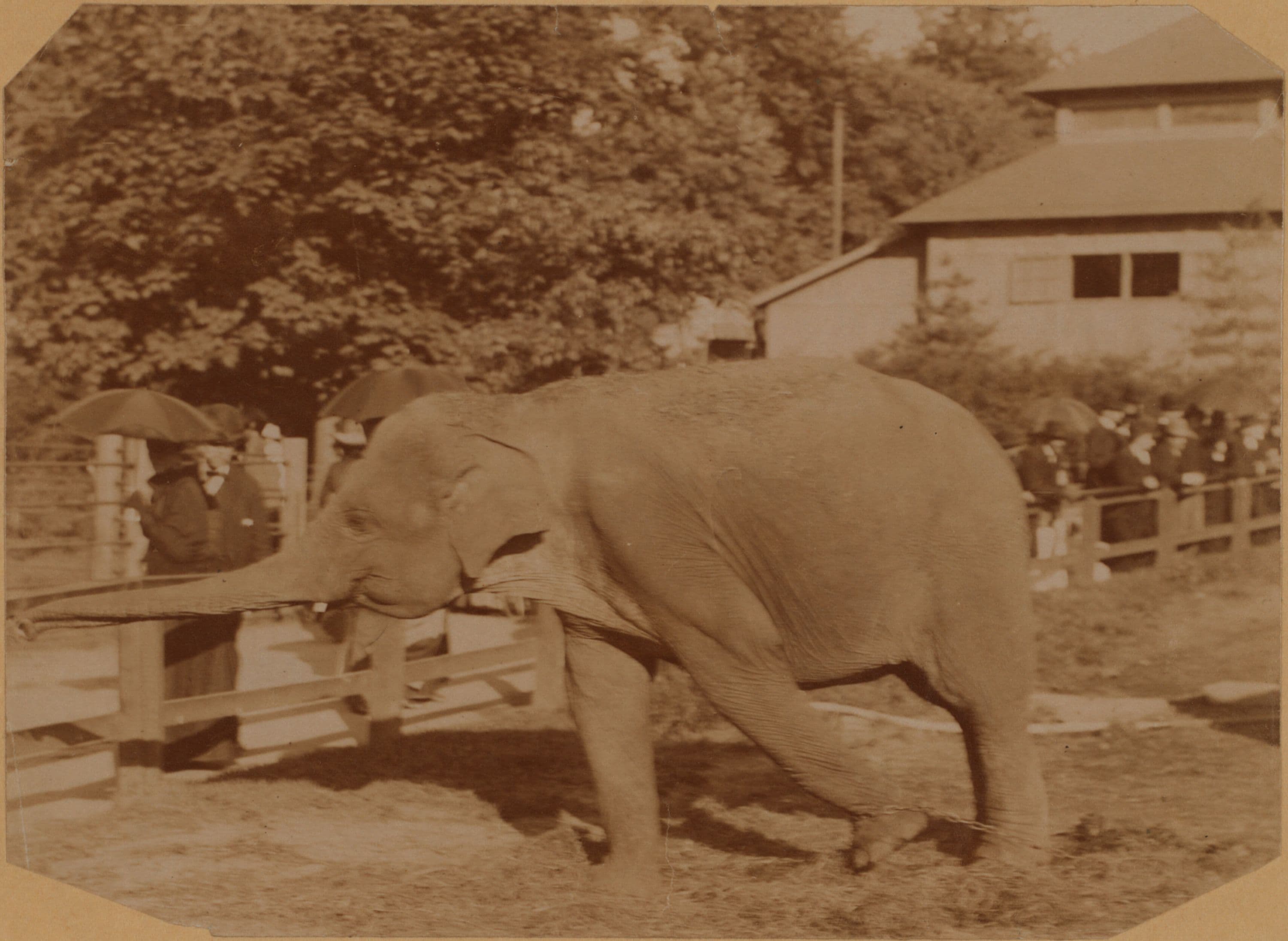 General view - Manhattan - Central Park - Zoo - [Elephant].