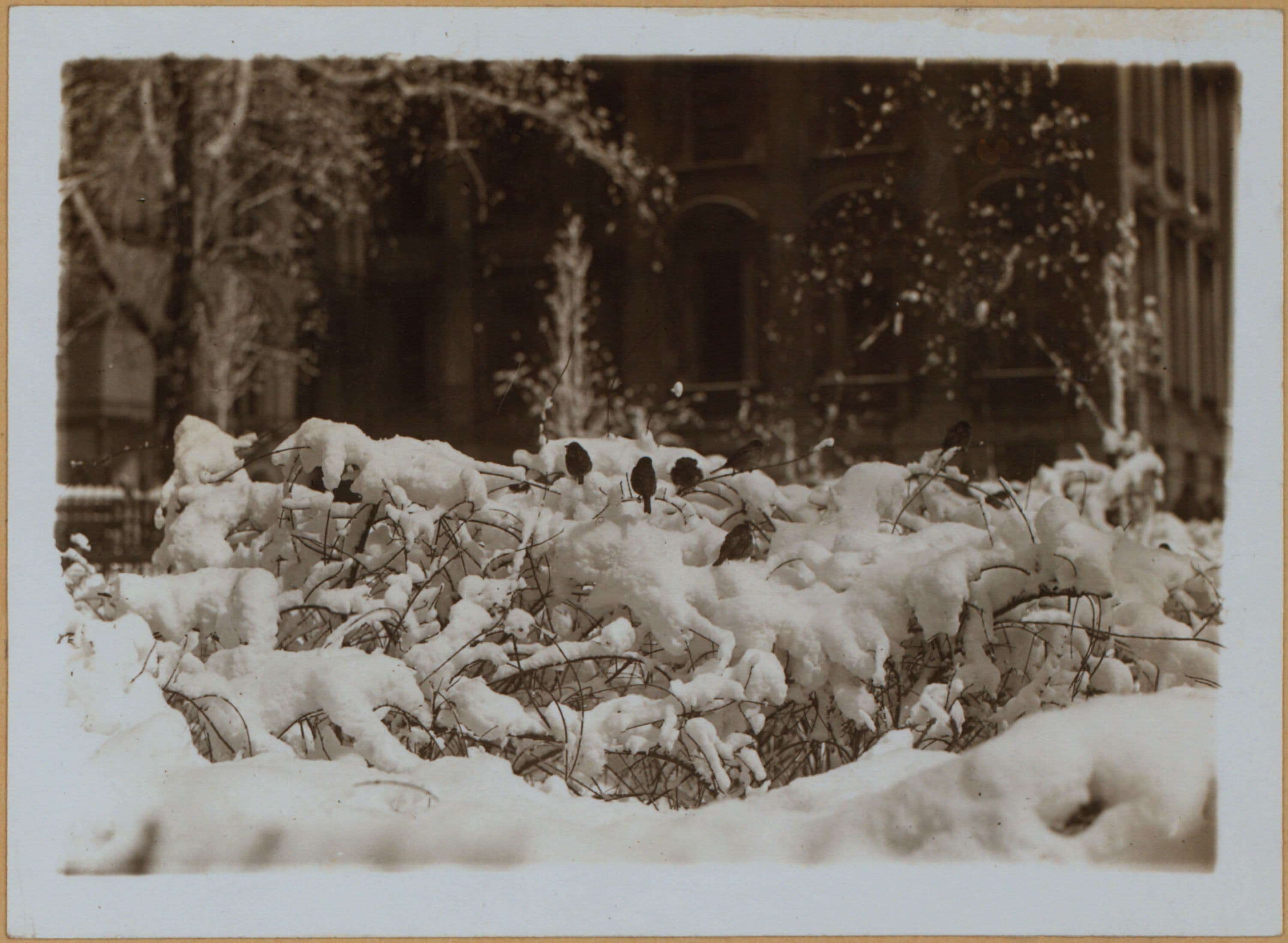Manhattan: City Hall Park - [Municipal "garden".], 1928