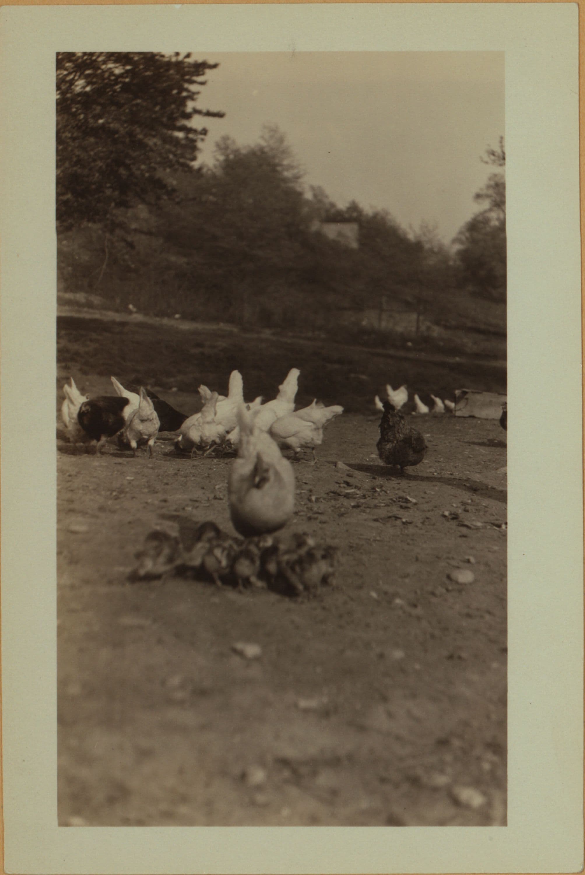 Farming on Staten Island, 1926