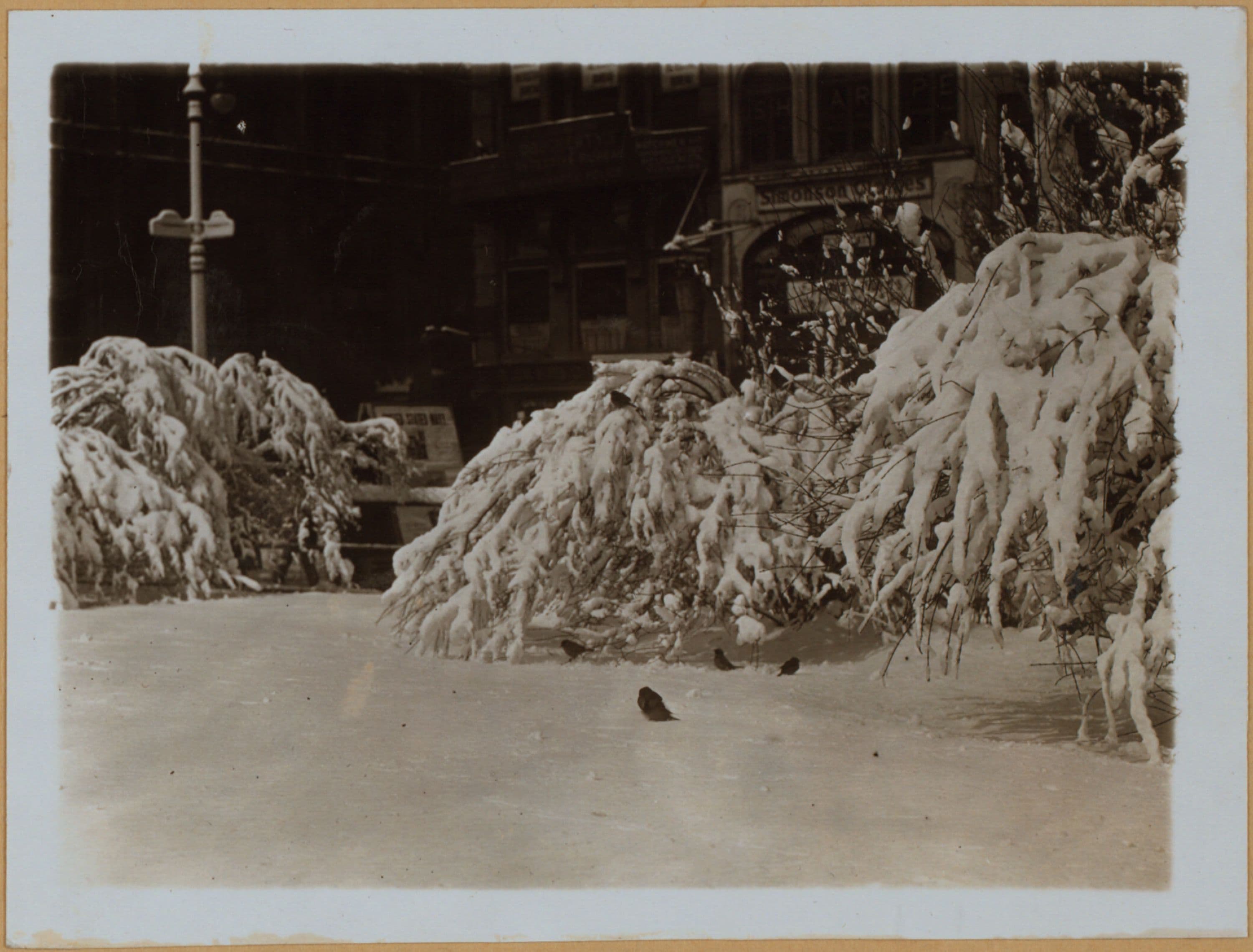 Manhattan: City Hall Park - [Municipal "garden".]