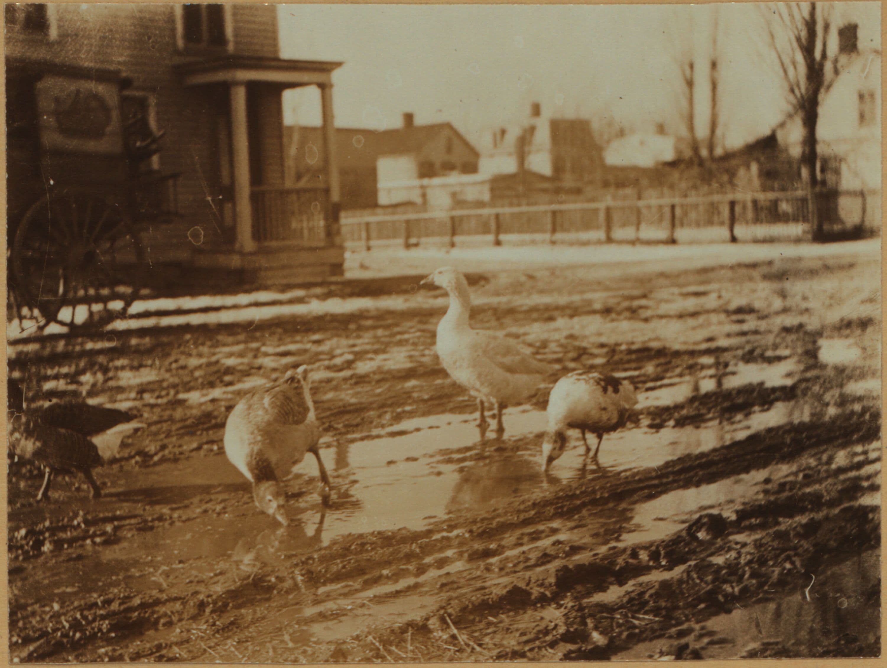 Farming in Brooklyn - Geese Farm.