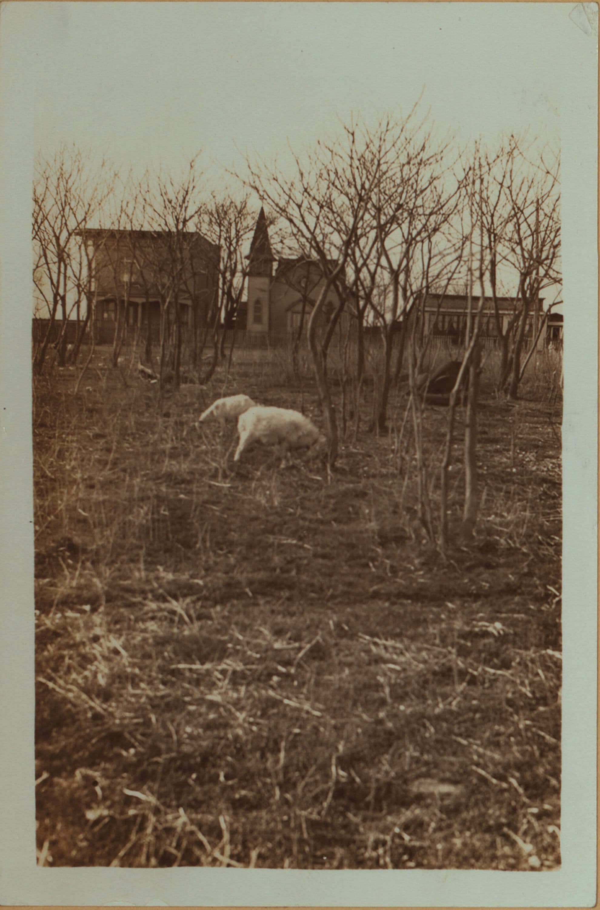 Islands - Barren Island - [Brooklyn]., 1931