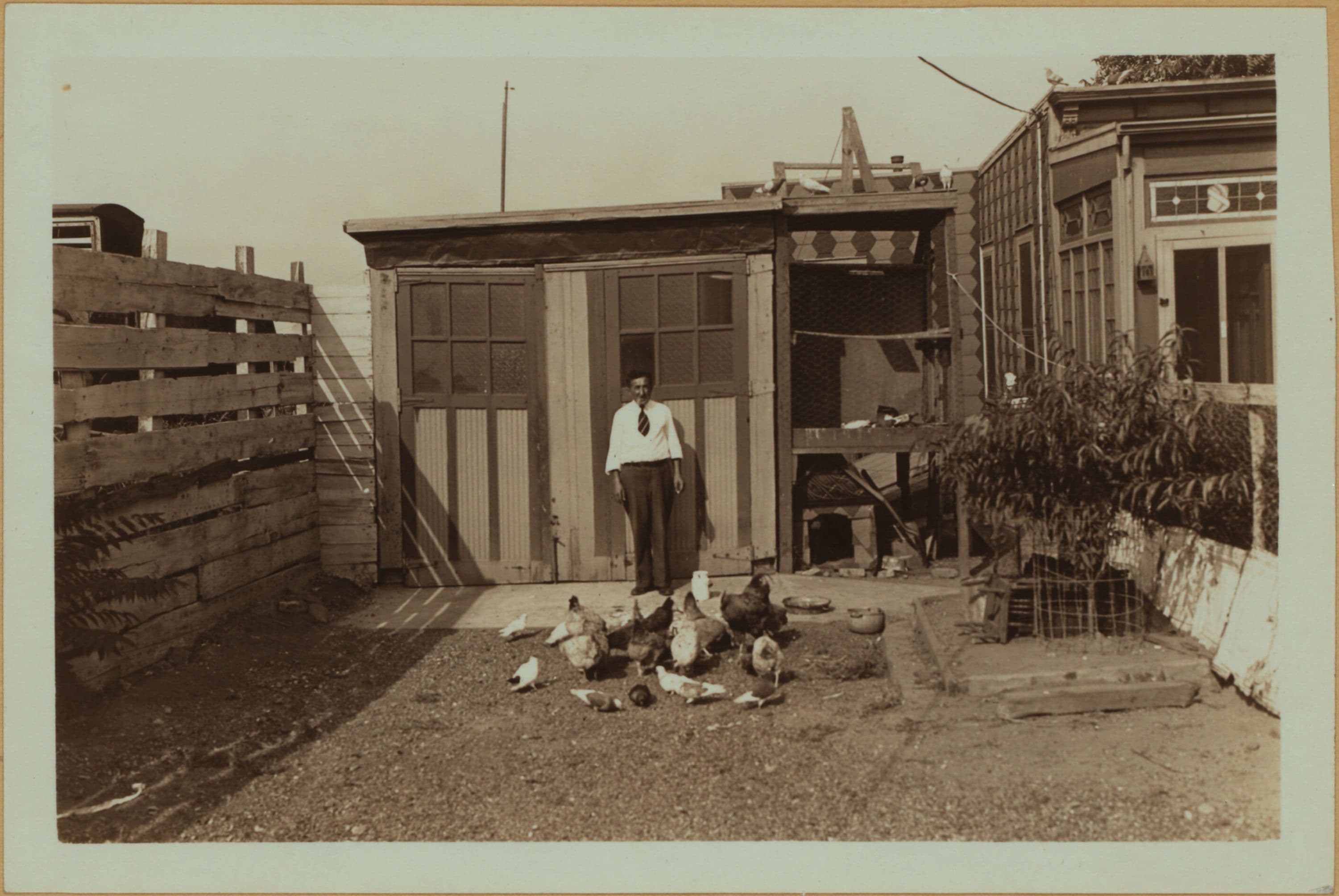 Farming in Brooklyn - Geese Farm.