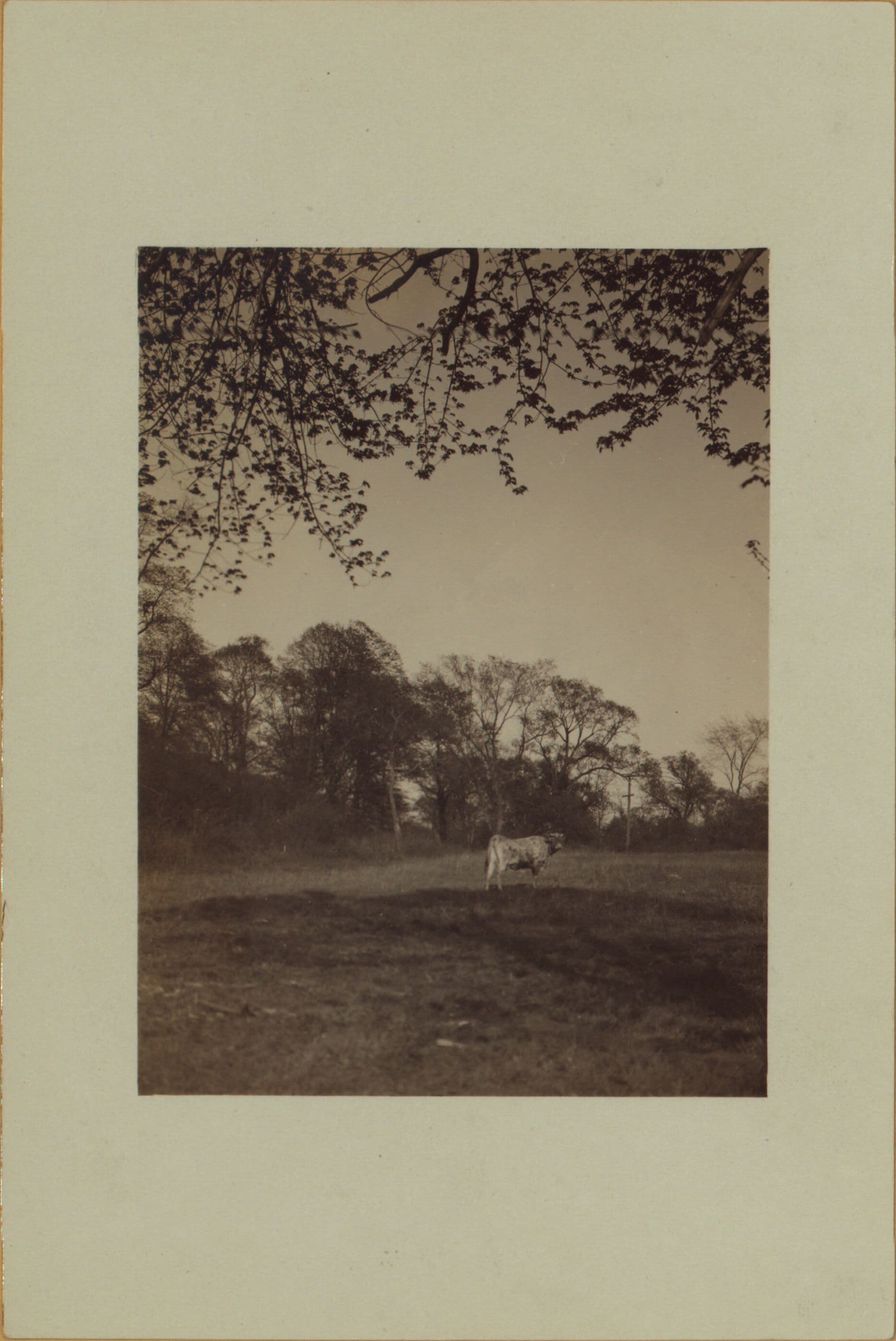 Richmond: Hall Avenue - Willowbrook Road