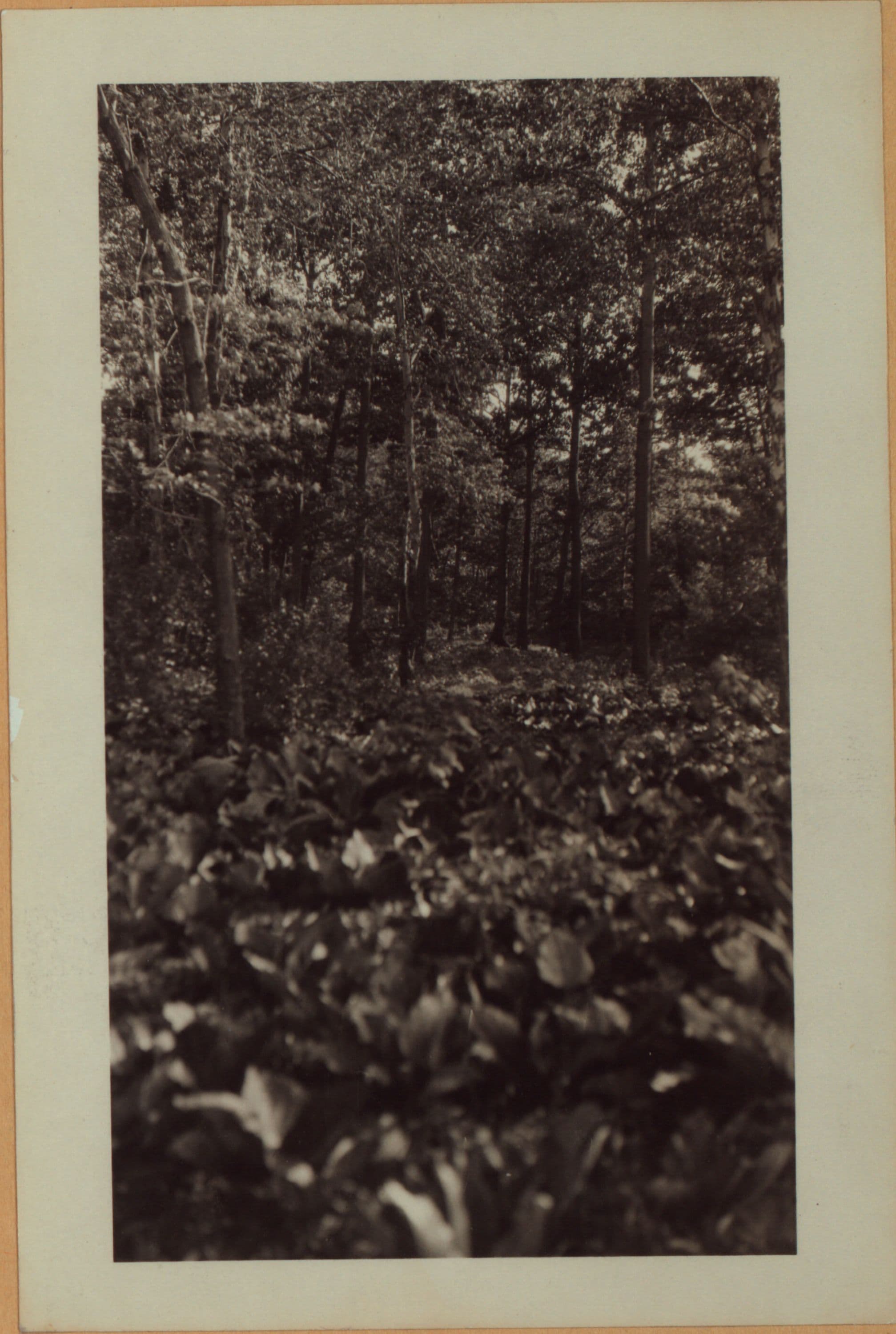 Richmond:] Staten Island - Clove Lakes Park - Clove Lake.