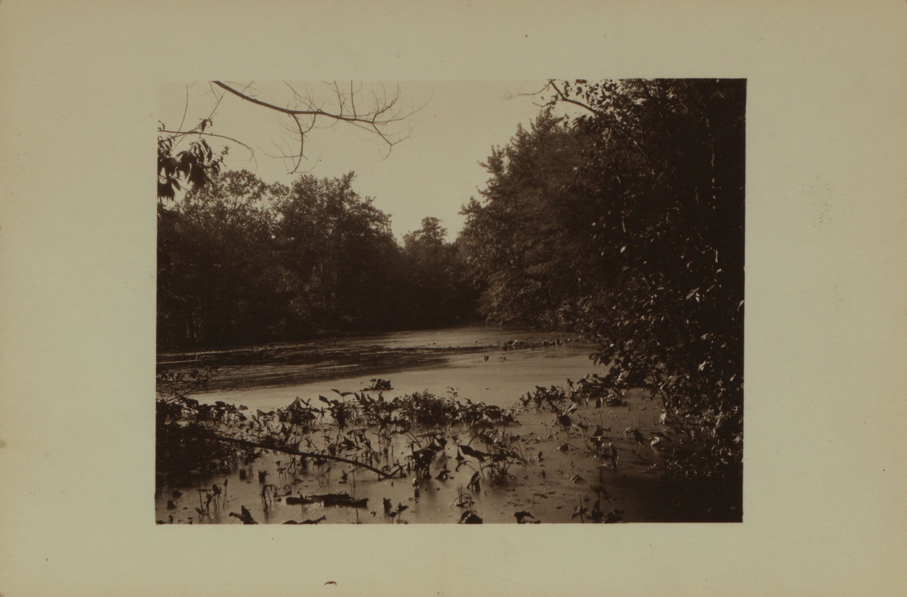 Cameron Lake - Staten Island