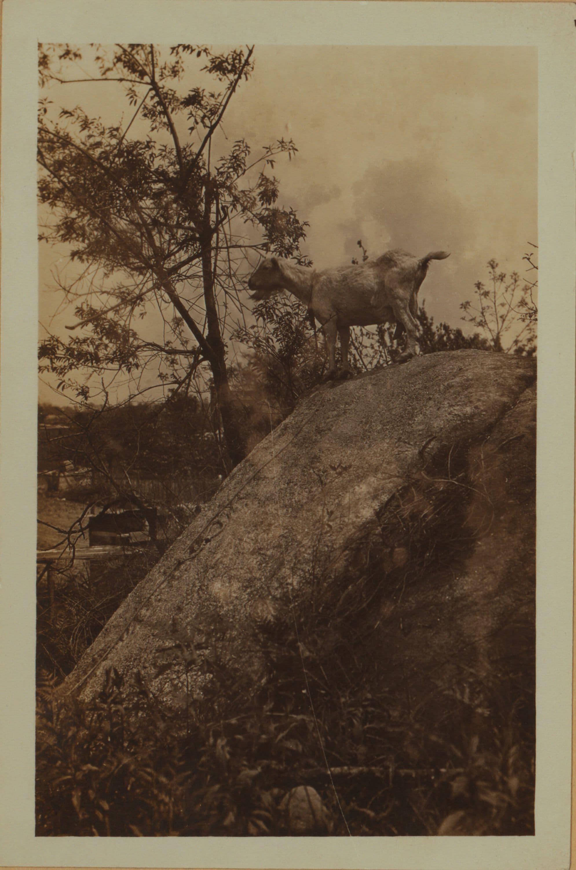 Farming in the Bronx., 1923