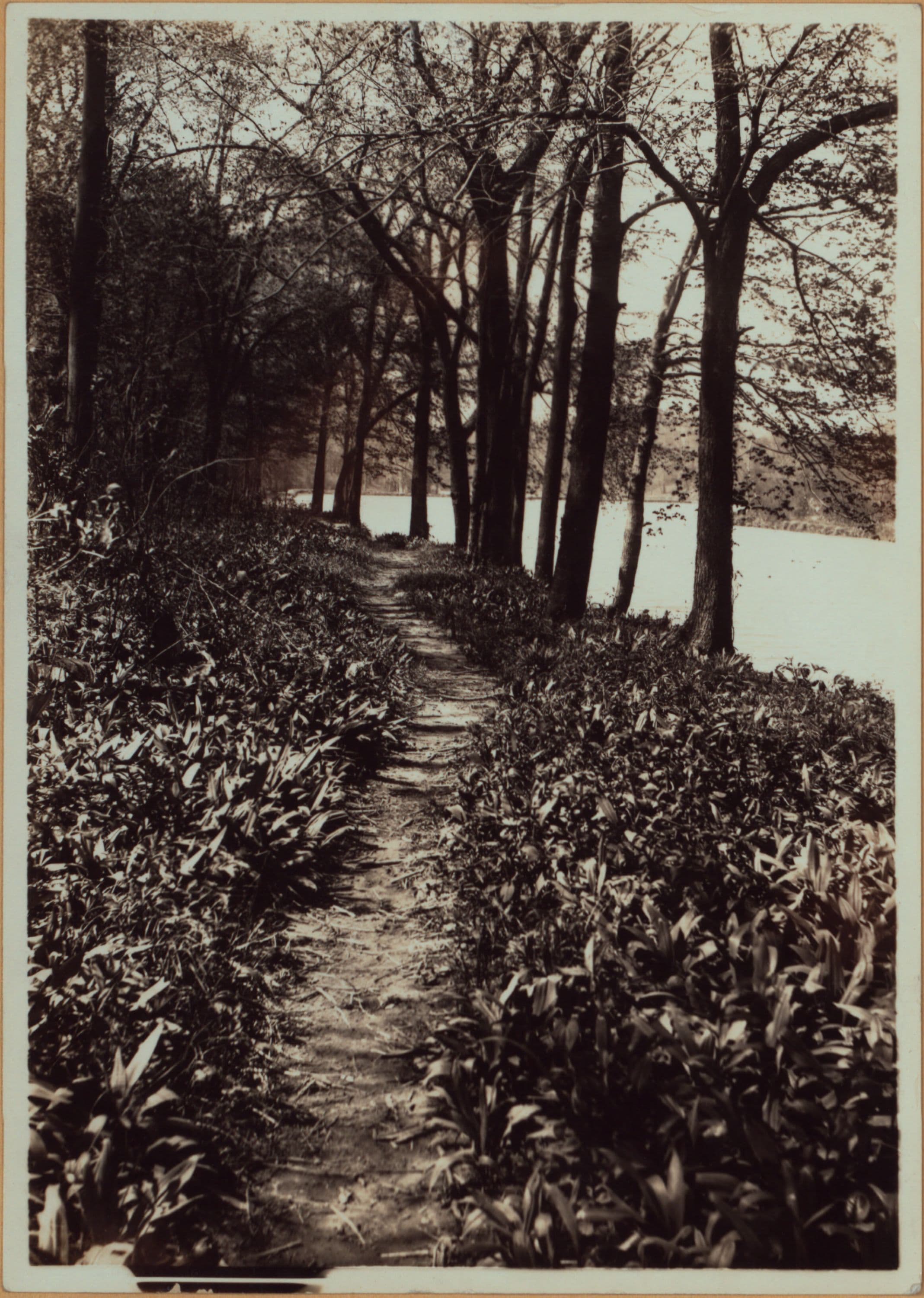Richmond:] Staten Island - Clove Lakes Park - [View of Lovers' path and Clove Lake, formerly known as Britton's Pond., 1910