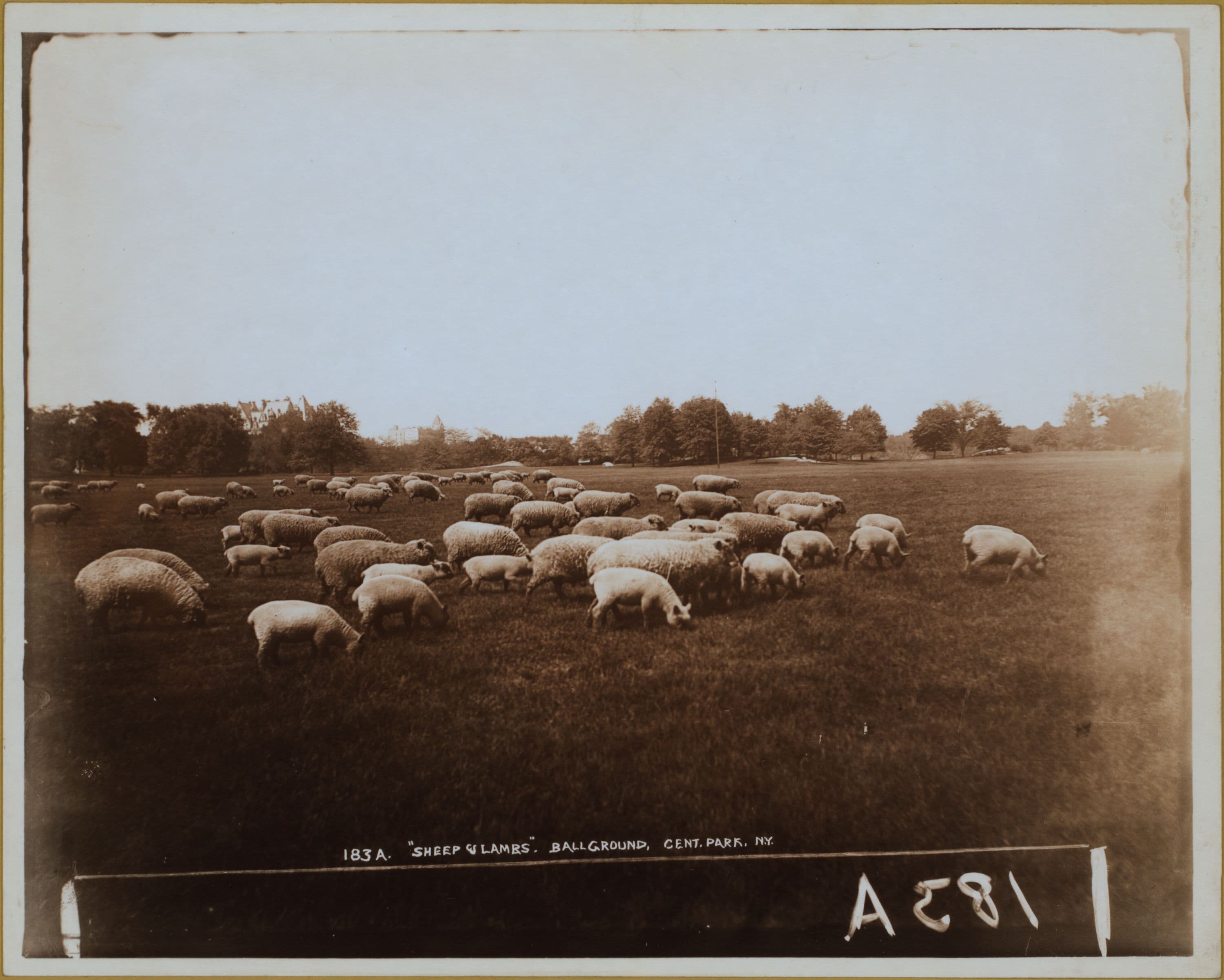 Manhattan: Central Park - Sheep meadow.