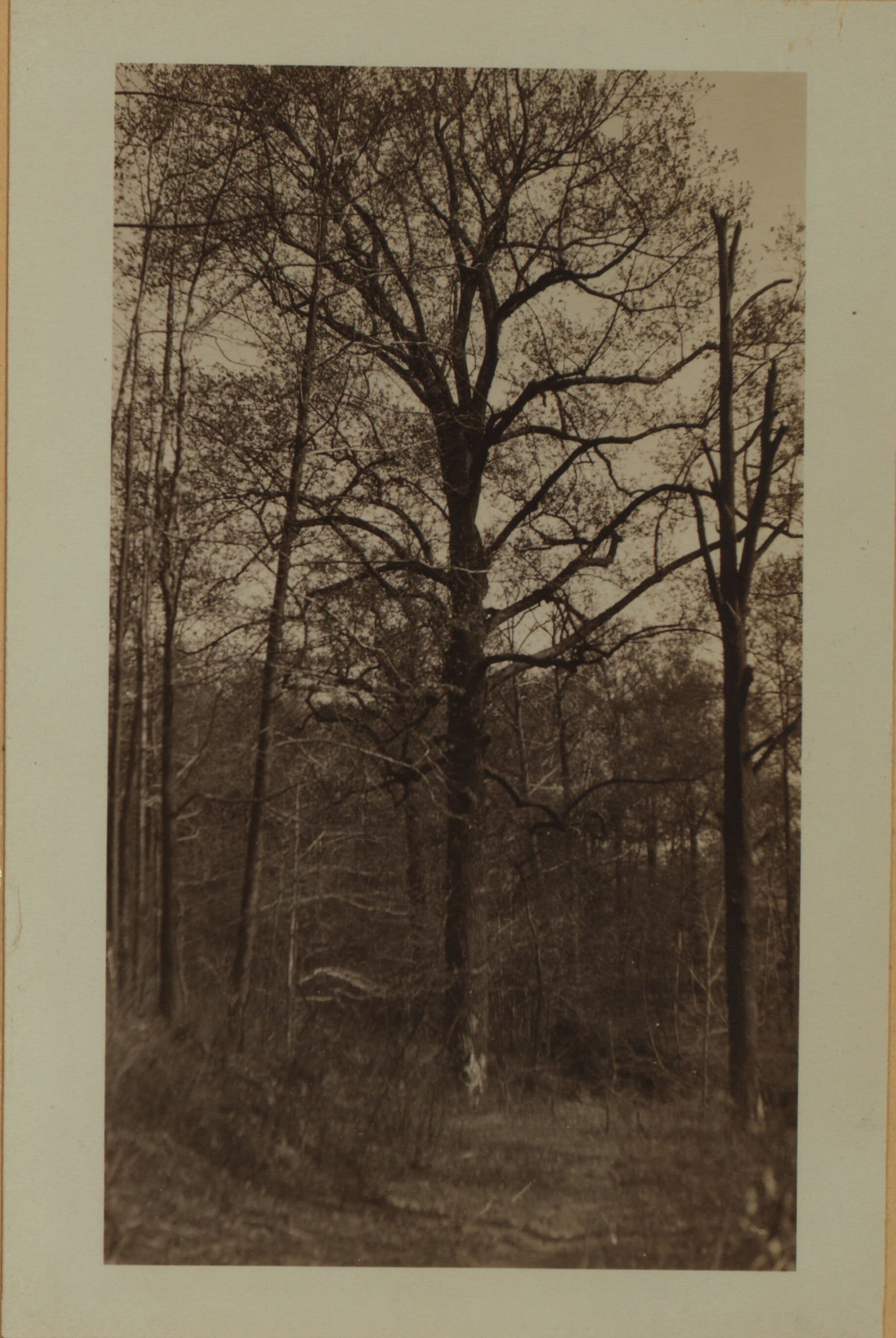 Betty Holmes' Brook - Staten Island [Richmond - Arthur Kill Road.]